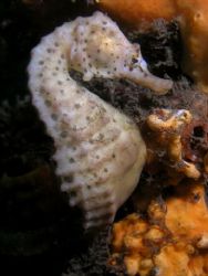Seahorse portrait, taken at Bare Island Sydney by Peter Simpson 